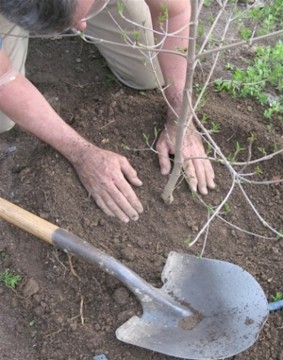 Elevii din Poarta Albă plantează copaci în zona Valu lui Traian